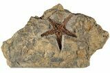 1.7" Ordovician Starfish (Petraster?) Fossil - Morocco - #200182-1